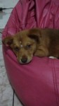 Filhote 3 meses