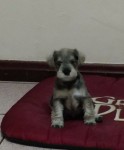 Vende Mini Schnauzer