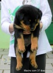 Filhotes de Rottweiler