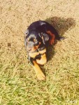 Vendo Filhote de Rottweiler