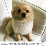 Adestramento de Cães em Domicílio no Rio de Janeiro