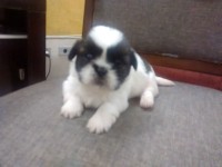 2 Fêmeas de Shih Tzu