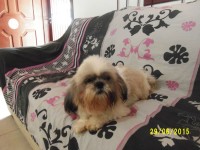 Filhotes de Shih tzu à venda