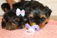 Lindos Filhotes Yorshire Terrier Micro
