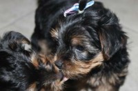 Lindos Filhotes Yorshire Terrier Micro