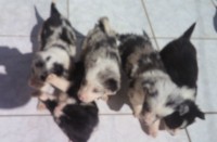 Vendo Lindos Filhotes de Border Collie Blue Merle