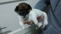 Lindos filhotes de Jack Russel Terrier