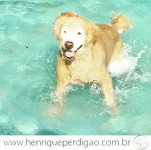 Adestramento de Cães em Domicílio no Rio de Janeiro