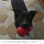 Adestramento de Cães em Domicílio no Rio de Janeiro