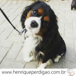 Adestramento de Cães em Domicílio no Rio de Janeiro