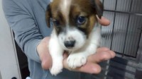 Lindos filhotes de Jack Russel Terrier