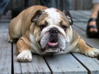 Adoto Bulldog ou Pug