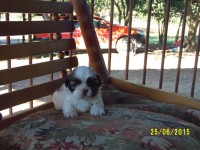 Filhotes de Shih tzu à venda