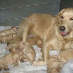 filhotes-de-golden-retriever-machos-e-femeas-com-pedigree-cbkc-fci-54103-1356924625