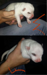 Filhotes de Pit Bull