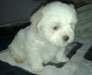Cachorros – Lhasa Apso