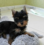 Filhote de Yorkshire Terrier