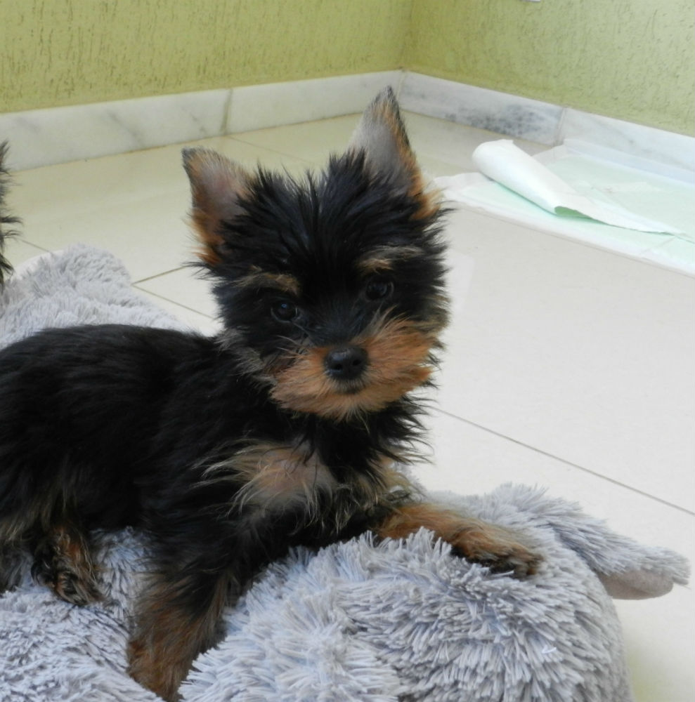 Filhote de Yorkshire Terrier Filhote de Yorkshire Terrier