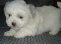 Cachorros – Lhasa Apso