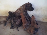 Fila Brasileiro padrão extras