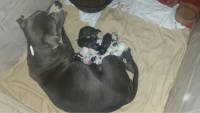 Filhotes de Pit Bull