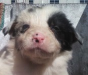 Vendo Lindos Filhotes de Border Collie Blue Merle