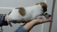 Lindos filhotes de Jack Russel Terrier
