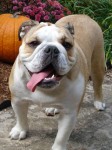 Procuro bulldog para adoção