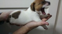 Lindos filhotes de Jack Russel Terrier