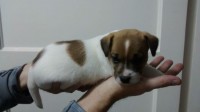 Lindos filhotes de Jack Russel Terrier