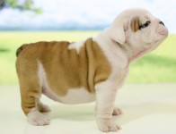 Filhotes de bulldog inglês ótima linhagem