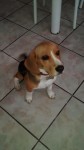 Venda de Cachorro Macho da Raça Beagle
