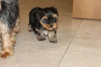Lindos Filhotes Yorshire Terrier Micro