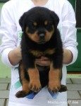 Filhotes de Rottweiler