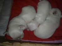 Filhote Ilhasa apso branca