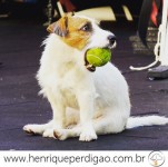 Adestramento de Cães em Domicílio no Rio de Janeiro