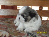 Filhotes de Shih tzu à venda
