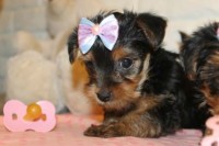 Lindos Filhotes Yorshire Terrier Micro