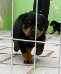 Filhotes de Rottweiler