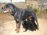 Rott Gigante Puro