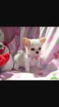Procuro  cachorrinha shitzu, maltes ou chiuaua