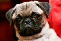 Adoto Bulldog ou Pug