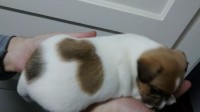 Lindos filhotes de Jack Russel Terrier