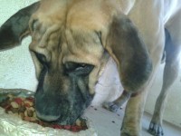 Fila Brasileiro padrão extras