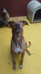 Doa-se 2 cachorros adestrados e castrados