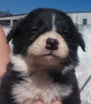 Vendo Lindos Filhotes de Border Collie Blue Merle