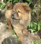 Vendo Filhotes de Chow Chow