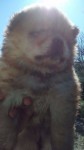 Lindos ChowChow