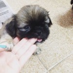 Filhotinhos Hiper fofos de Shih Tzu
