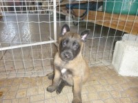Pastor belga malinois